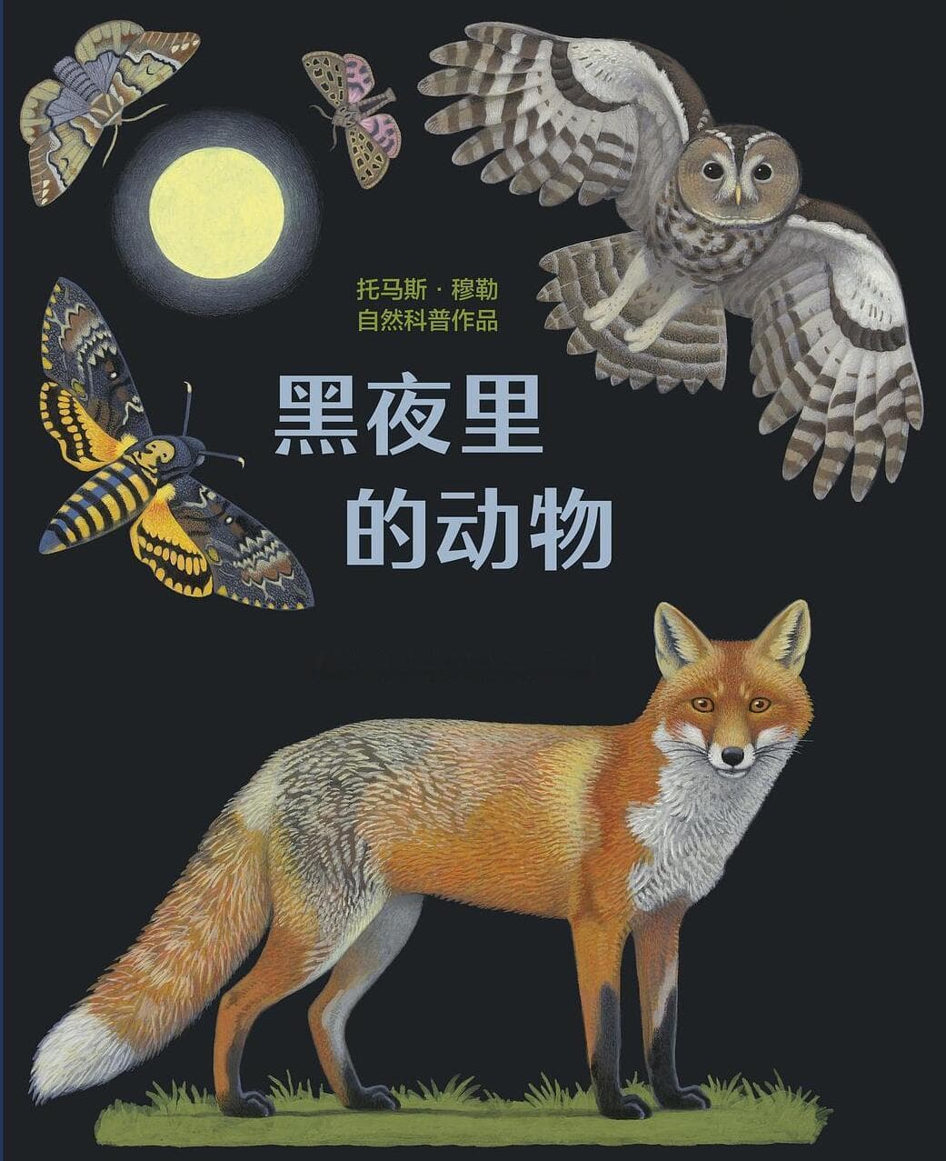 动物中的夜行侠：揭开夜晚的秘密