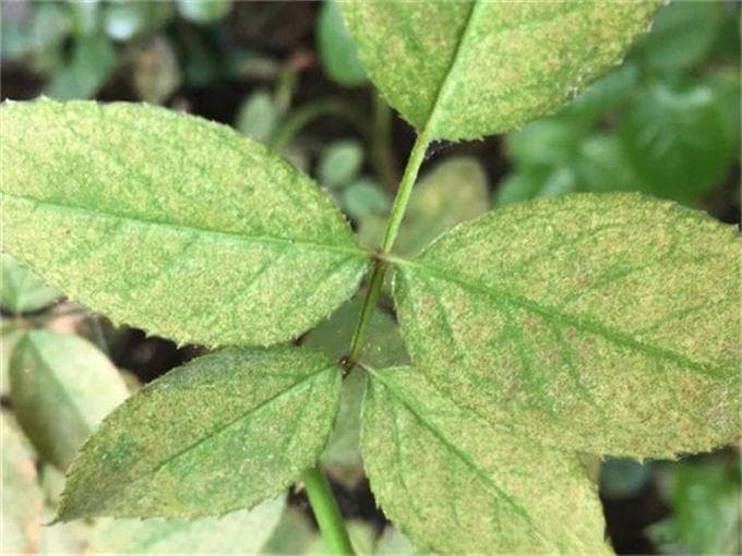 园林植物常见9大类病虫害防控技术措施