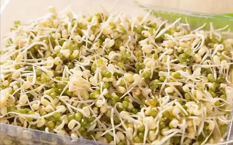 豆芽立大功？研究发现：豆芽可在36小时清除50%的“肠道垃圾”？