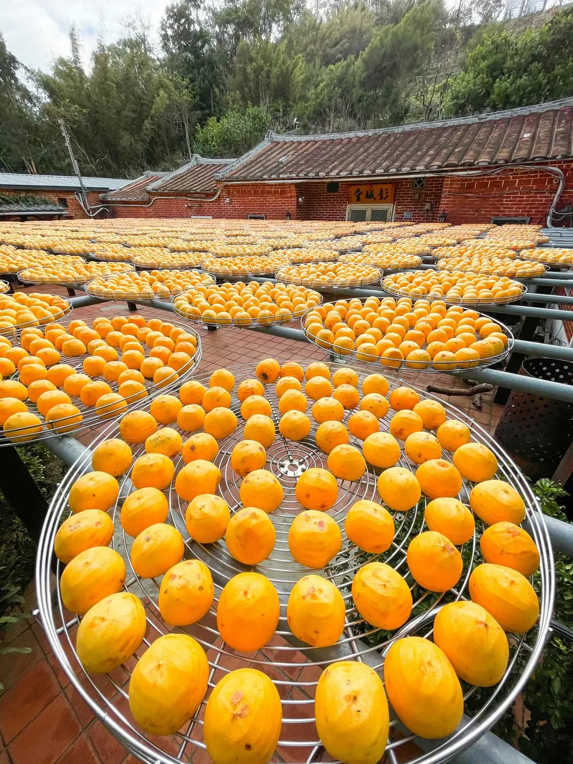 明清贡品化州橘红：止咳化痰的秘密武器
