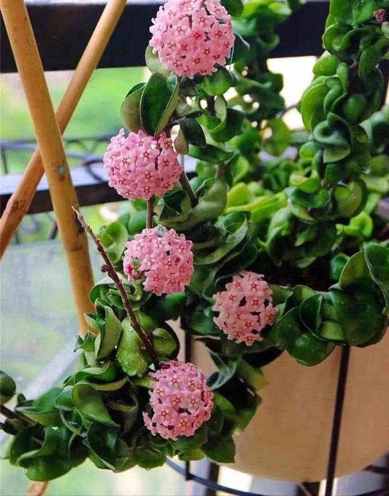 室内耐阴的植物有哪些（耐阴又好养的室内植物介绍）