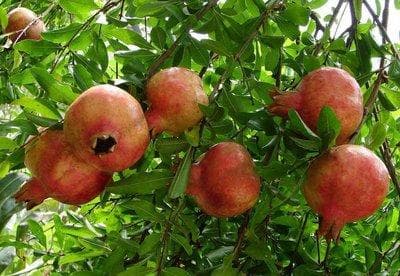 石榴是什么季节的水果？详解石榴的季节性特征与养护方法