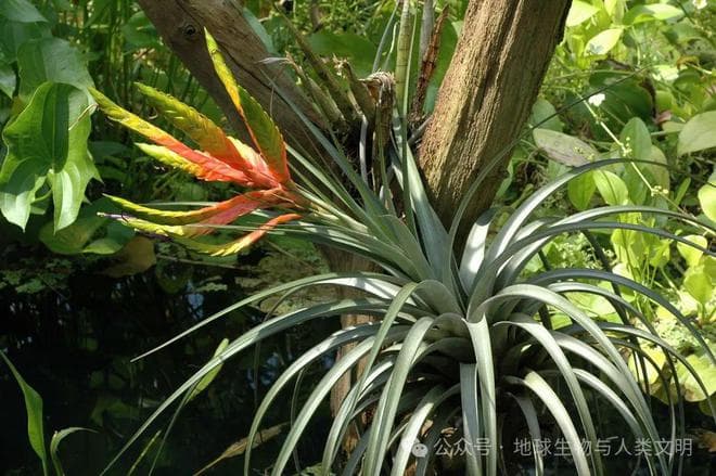 【植物界全系列】禾本目—凤梨科