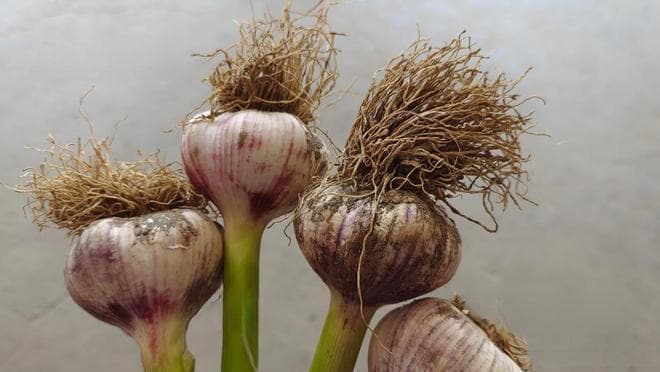 大蒜种植技术全攻略：从选种到收获的关键环节详解