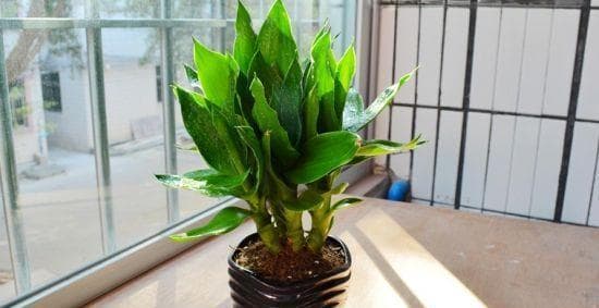 荷花竹的寓意与象征：中国传统文化中的生活哲学