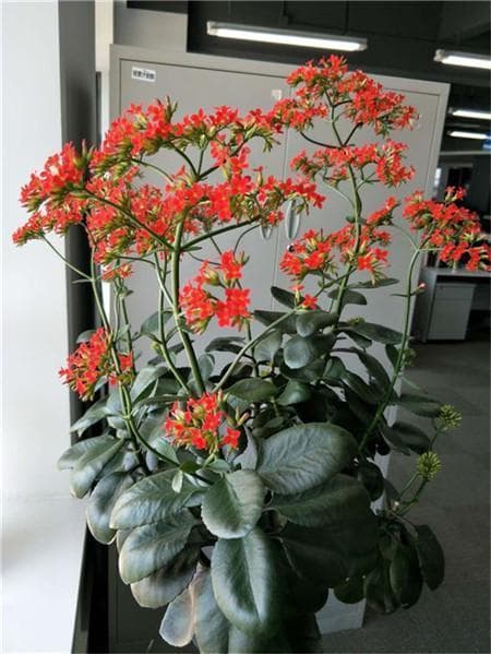 长寿花养花小知识大全：6个窍门让你的长寿花2年就能长成花树