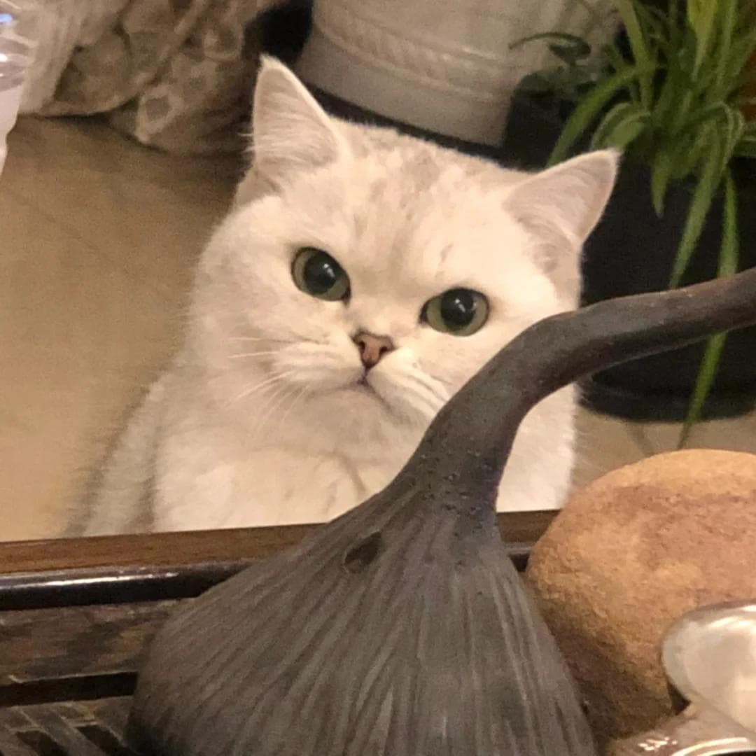 猫咪吃完驱虫药后呕吐，该如何应对和护理？