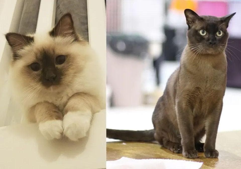 几岁大的毛孩，其实已经活了半辈子……有些品种的猫狗相对更长寿