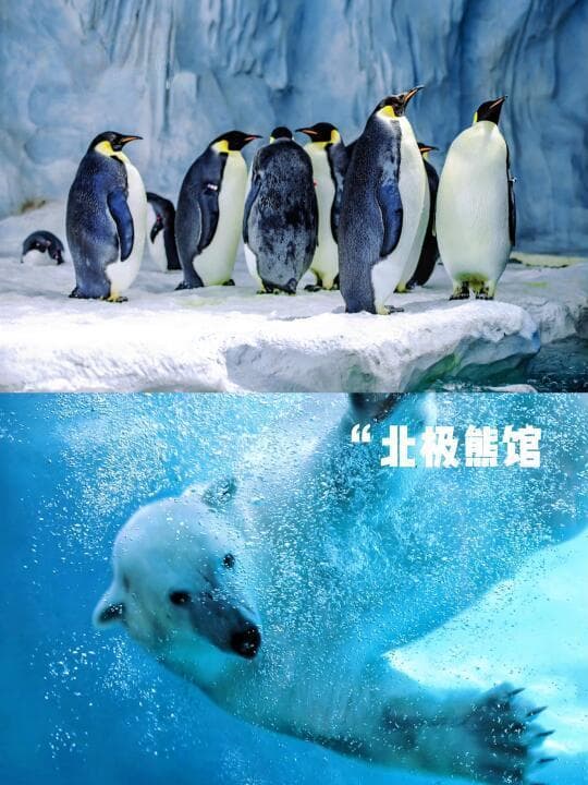 冬季畅游珠海长隆：穿衣指南与住宿精选推荐