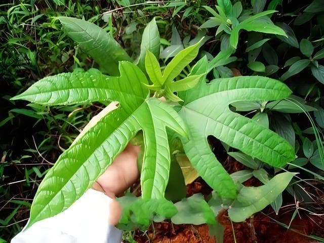 五指毛桃是属于什么科的植物？