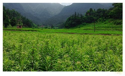 赶黄草的功效与作用及药用价值是什么