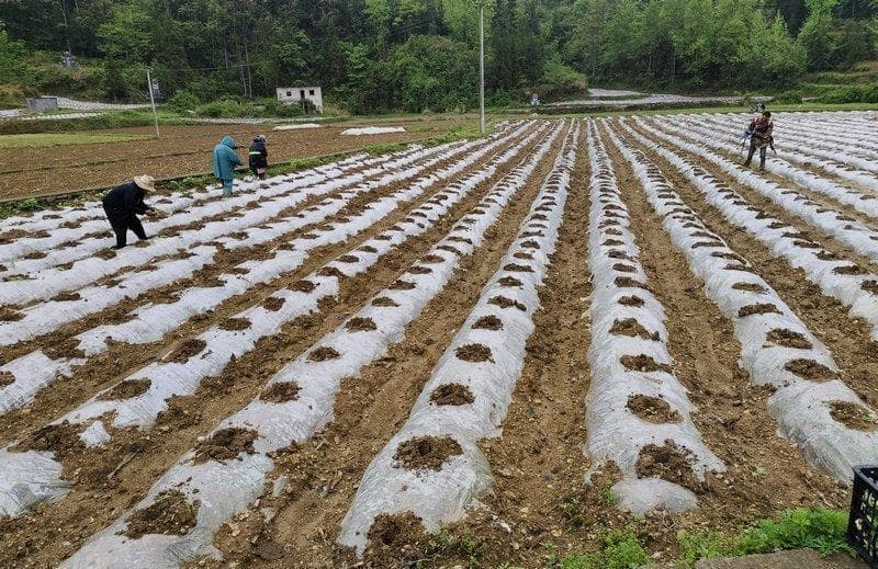 贵州沿河：2.92万亩烤烟全面移栽，技术指导助力农户增收