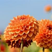 光遇游戏术语详解：固玩、CP、监护人和崽的含义