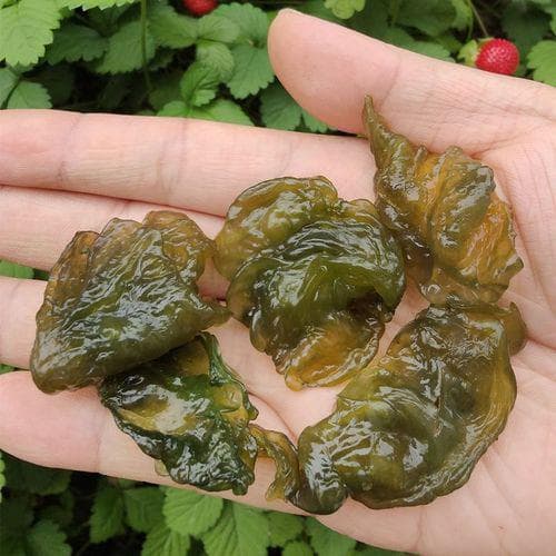 地皮菇的营养价值与四种经典做法