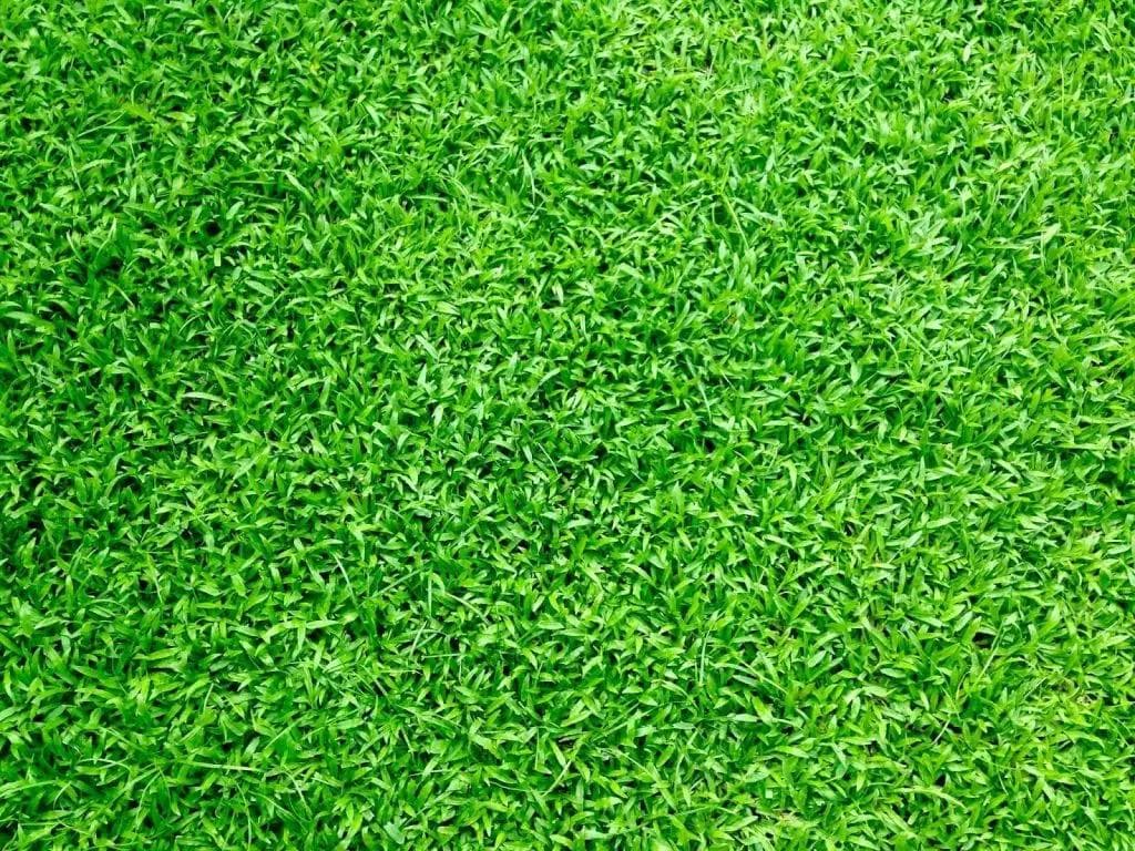 草坪施肥全攻略：冷季型与暖季型草坪的最佳施肥时间