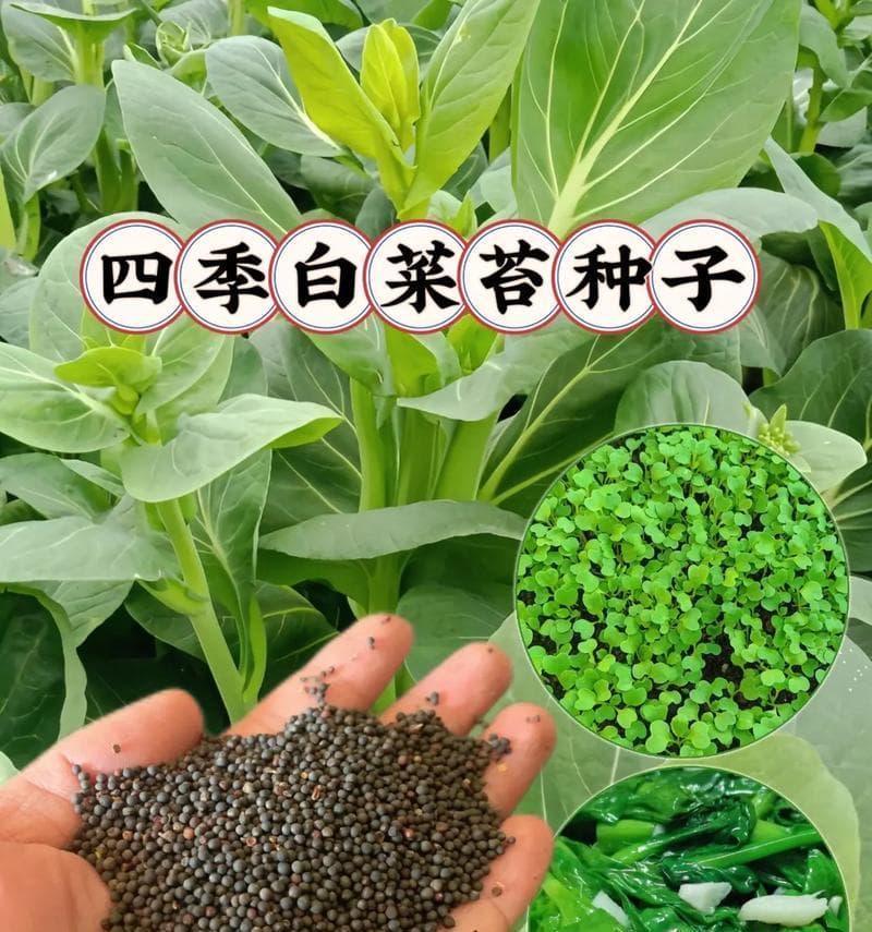白菜的种类及生长特点（白菜是一种什么植物？白菜有哪些生长特点？）