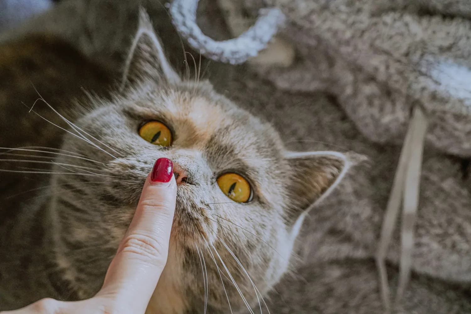 猫咪突然攻击主人？真相揭秘！