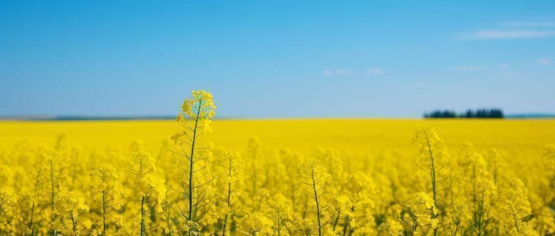 上海赏油菜花攻略：6大观赏地详解，花期、门票全攻略