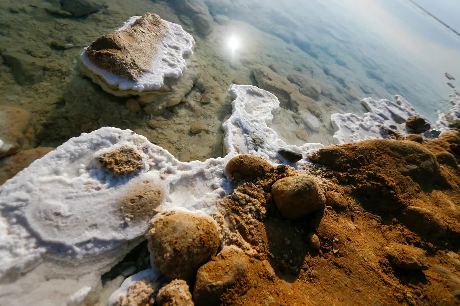 死海中的生命：嗜盐菌、绿藻和卤虫的生存智慧