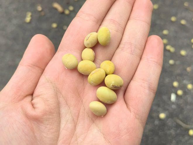 大豆，中国最全能的植物，栽培和食用历史超5000年！