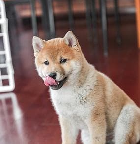 训练柴犬狗狗的服从性（通过正确的方法和技巧，让柴犬成为你的忠实伙伴）