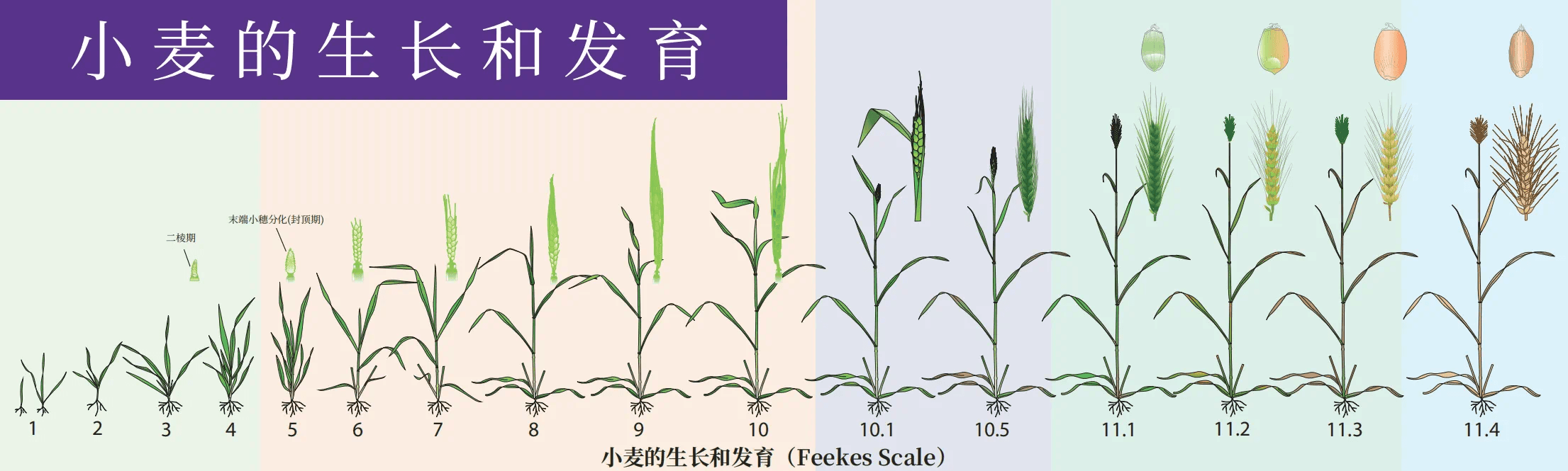 解码冬小麦抗旱里的“技术范”