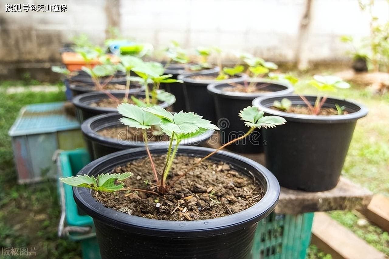 盆栽草莓苗的种植方法及注意事项