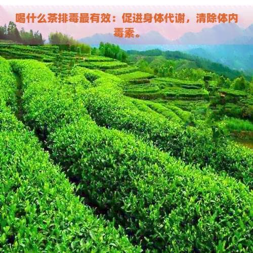 喝什么茶排最有效：促进身体代谢，清除体内素。