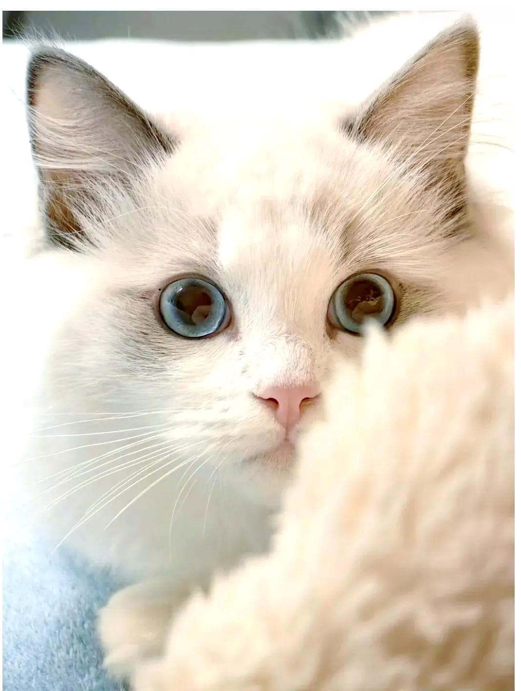 养猫能否有效控制老鼠问题？