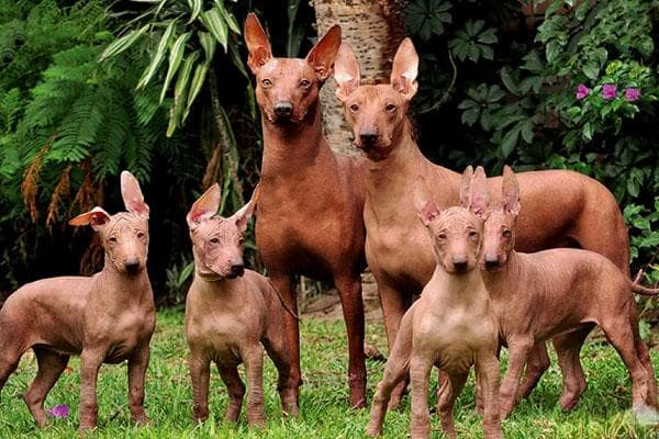 秘鲁无毛犬：独特国宝级犬种的前世今生
