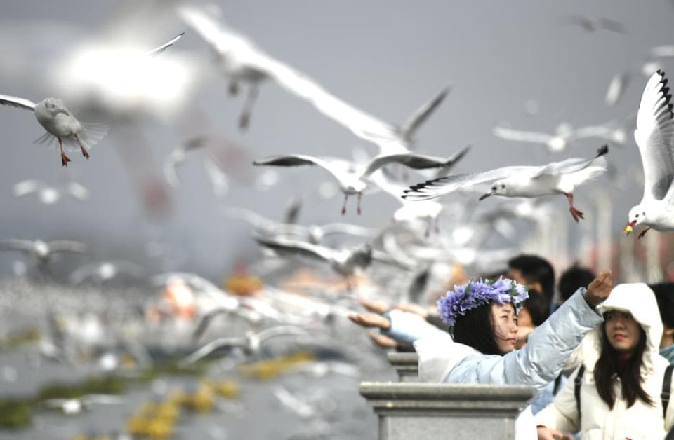 分散观鸥适度投喂！这些观鸥点请收好