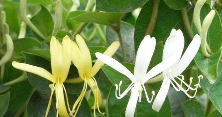 以解九令药效解析：传统中药方在现代医学中的应用