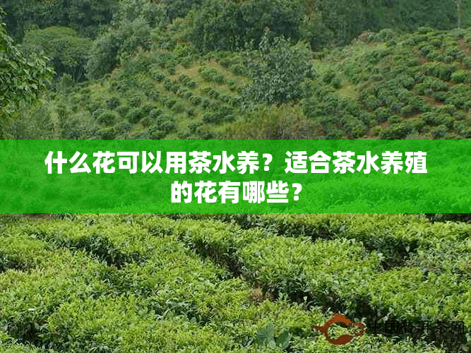 什么花适合茶叶水？茶叶水浇花全攻略