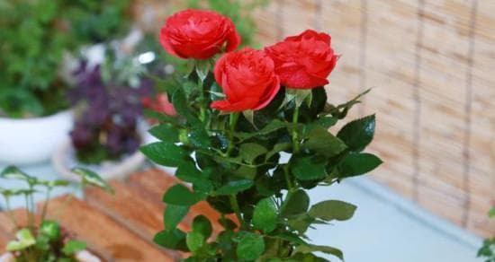 玫瑰花水养全攻略：15个关键步骤让你的玫瑰花茁壮成长