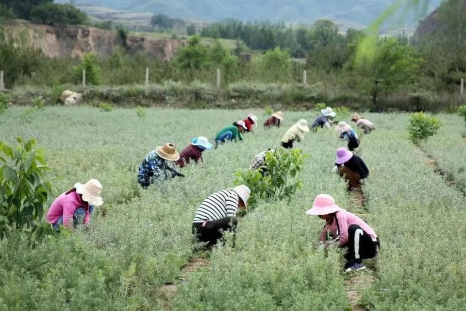 岚县四措并举推动“小沙棘”变成“大产业” 实现生态治理和富民增收双赢