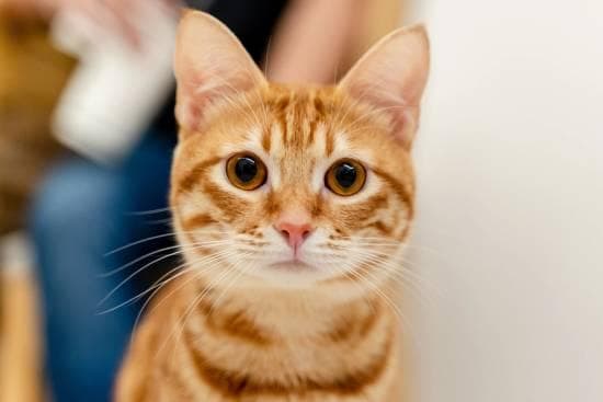 科学家破解橘猫毛色之谜：60年研究发现关键基因突变