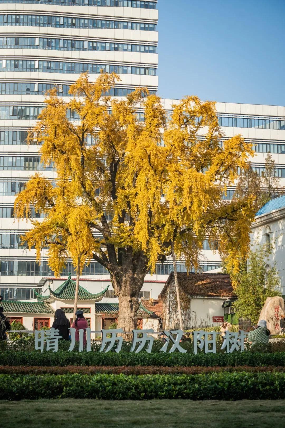 打卡顶流“汉阳树”！探索汉阳5条精品旅游线路