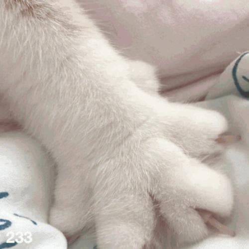 揭秘猫咪踩奶行为：从本能到情感表达
