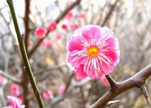 梅花珍贵品种大盘点：从宫粉梅到龙游梅，八大类型各具特色