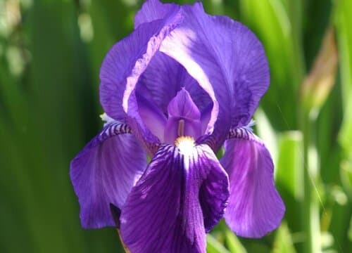 法国的花卉有哪些  花语是什么