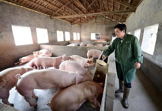 养猪技术要点全解析：从品种选择到疫病防控