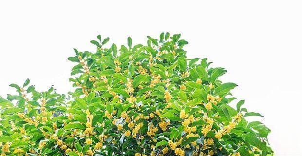 揭秘桂花树生长速度，一年能长多少（桂花树生长速度的影响因素与培育方法）
