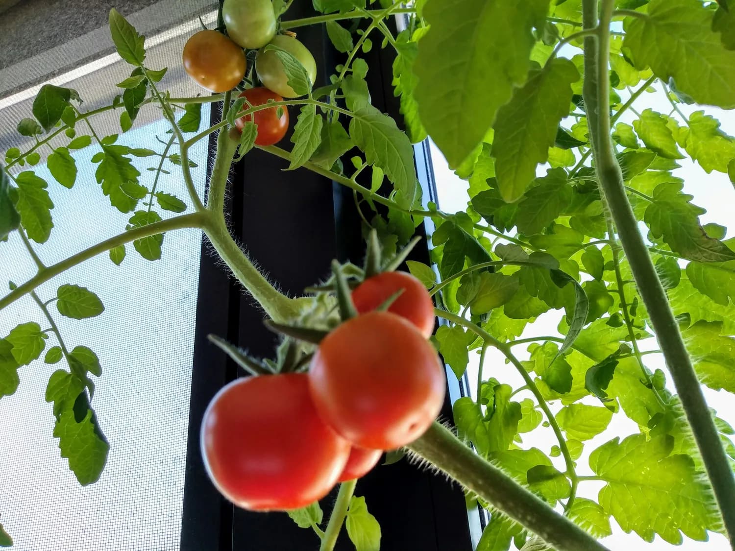 有机生态型无土栽培：西红柿种植的革命性突破
