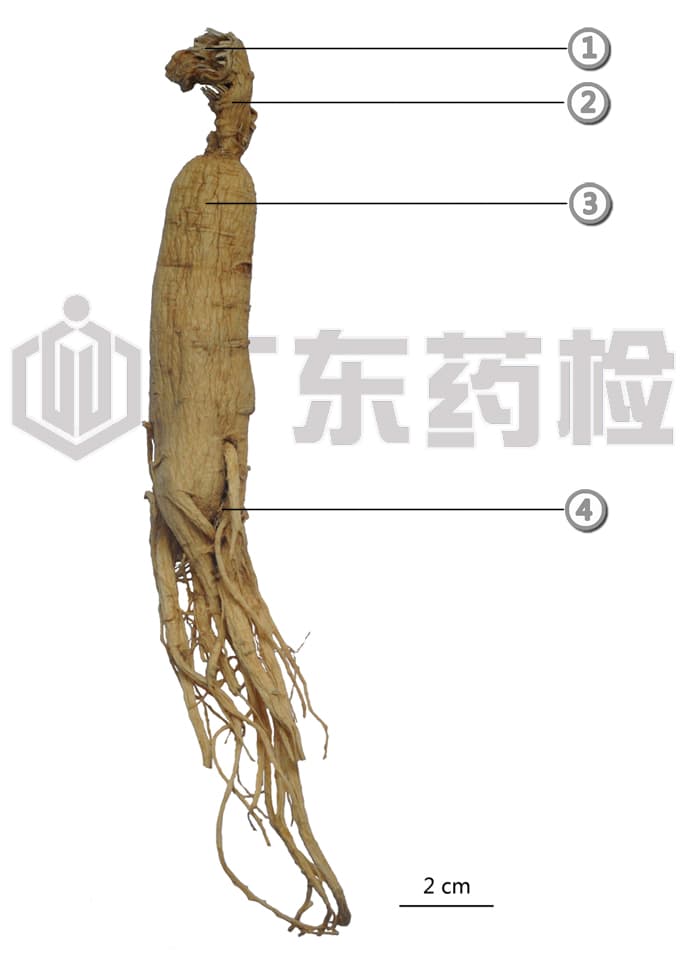 人参的鉴别特征与农药残留检测方法