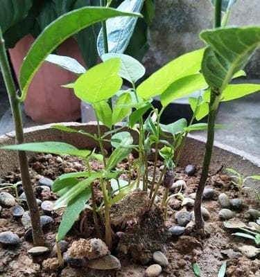 释迦果种植指南：从栽培到管理的全方位详解