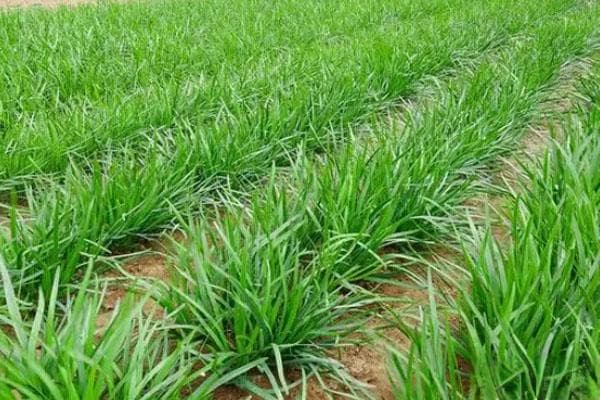 韭菜大棚种植技术全攻略