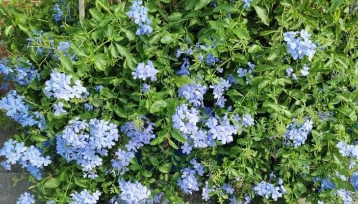 蓝雪花的养护技巧（土壤、温度、水分、灯光、肥料）