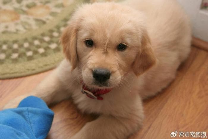 如何训练一只听话的小金毛犬？7个实用方法让你的爱犬更乖巧