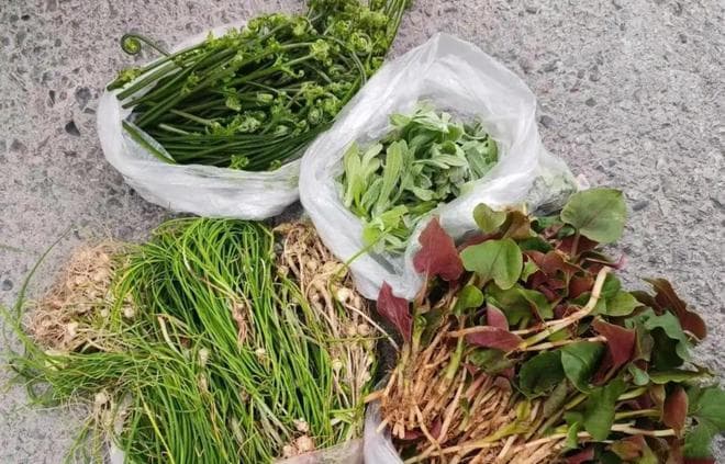 这5种“野菜草酸”排行榜，榆钱没有上榜，含量最多的没想到是它