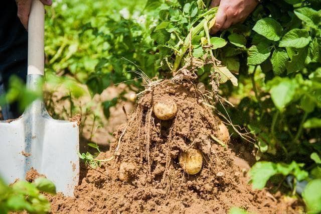 土豆：是根还是茎？植物学揭秘